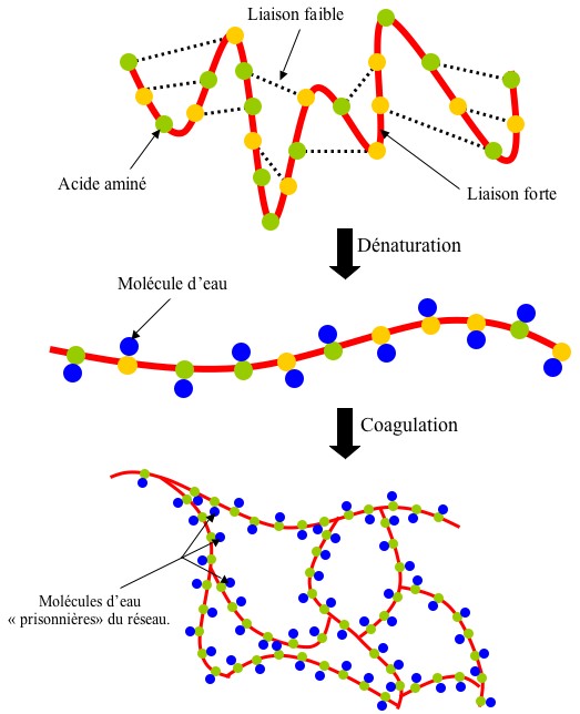 Image:Coagulationoeuf.jpg